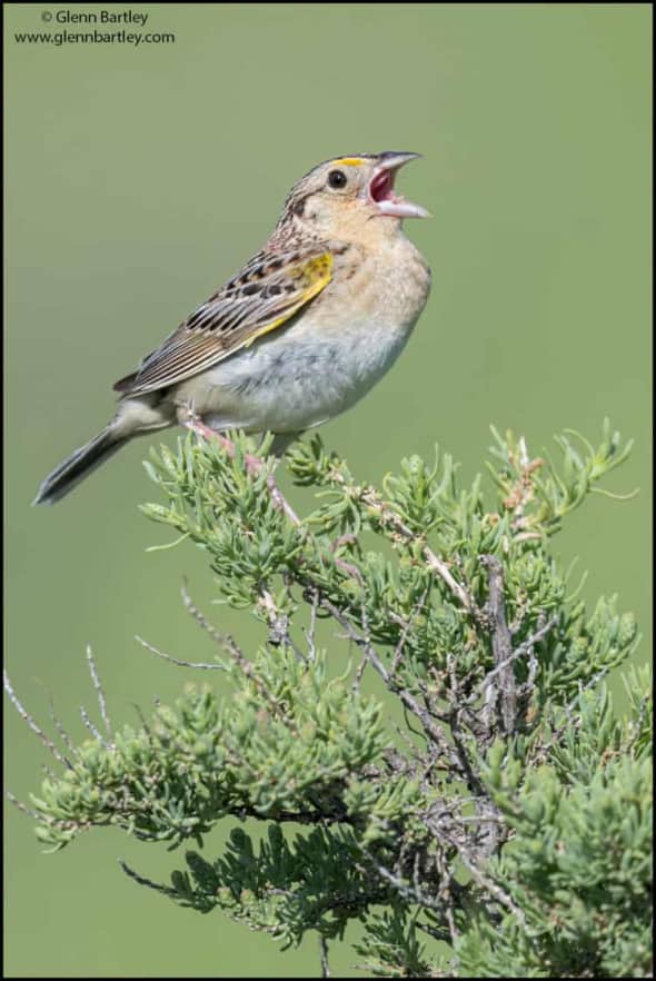 Grasshopper Sparrow