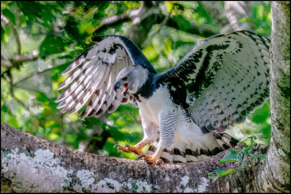Harpy Eagle (Harpia Harpyja)