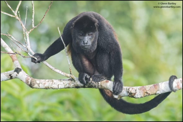 Howler Monkey