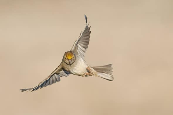 Golden-crowned Sparrow in Flight