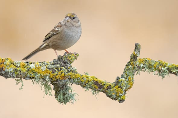 Golden-crowned Sparrow