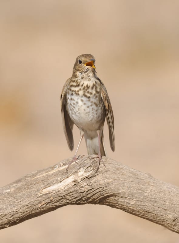 Hermit Thrush