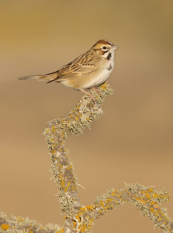 Lark Sparrow