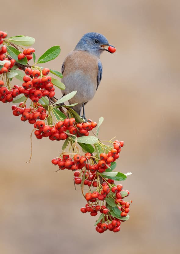 Male Western Bluebird with Berry