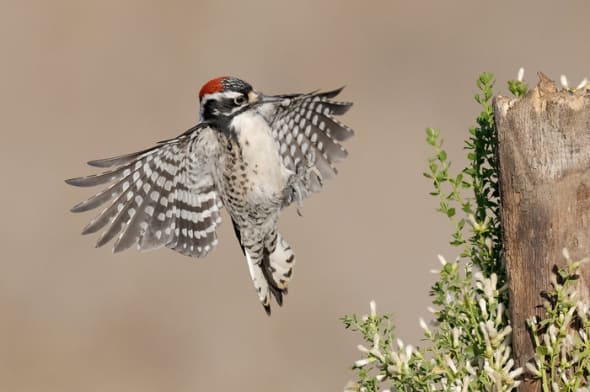 Nuttall’s Woodpecker