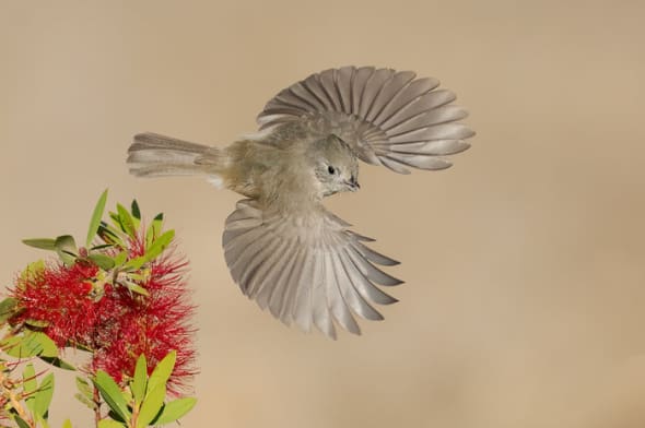 Oak Titmouse