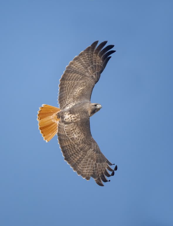 Red-tailed Hawk