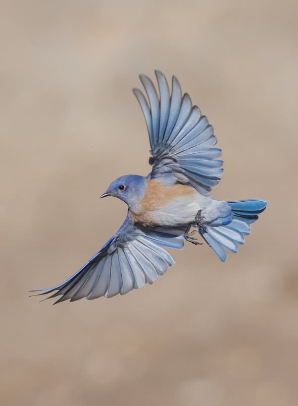 Western Bluebird