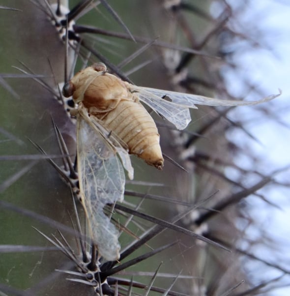 Death of a Cicada