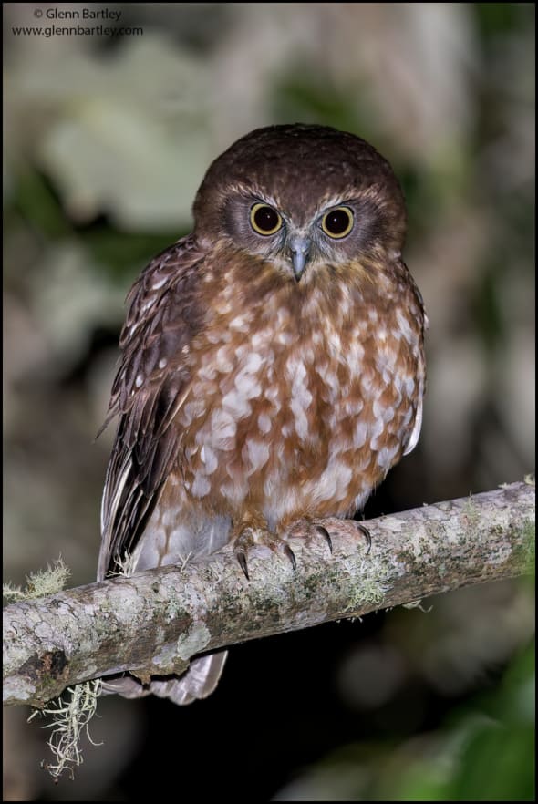 Australian Boobook (Ninox Boobook)