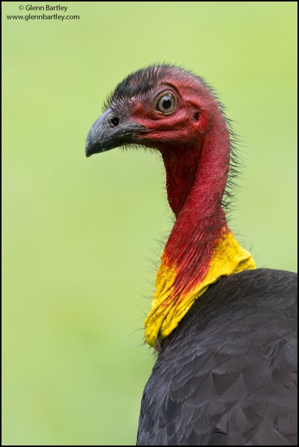 Australian Brushturkey (Alectura Lathami)