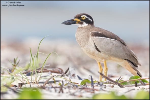 Beach Stone-curlew (Esacus Magnirostris)