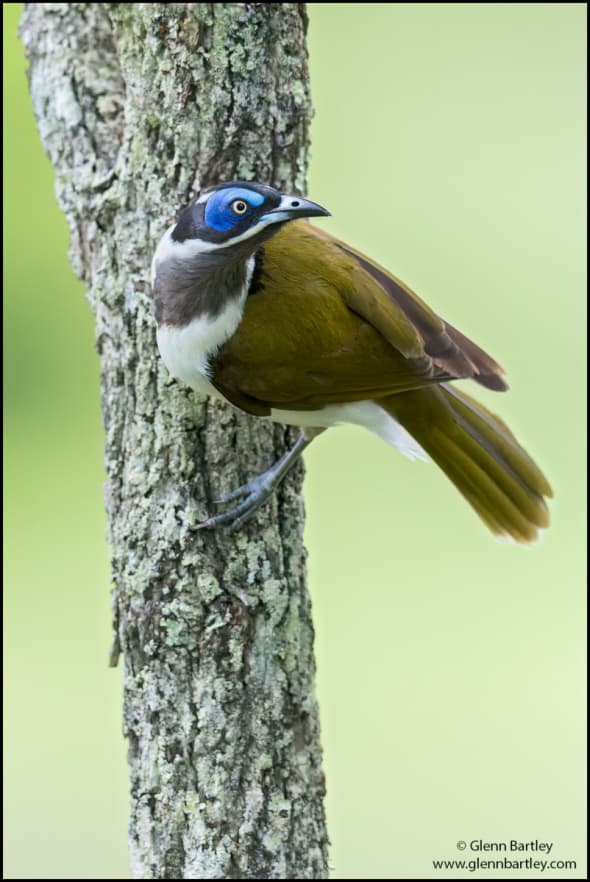 Blue-faced Honeyeater (Entomyzon Cyanotis)