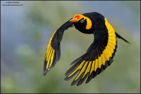 Regent Bowerbird Sericulus chrysocephalus 