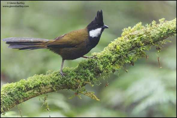 Eastern Whipbird (Psophodes Olivaceus)