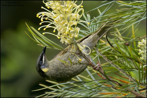 Lewin's Honeyeater (Meliphaga Lewinii)