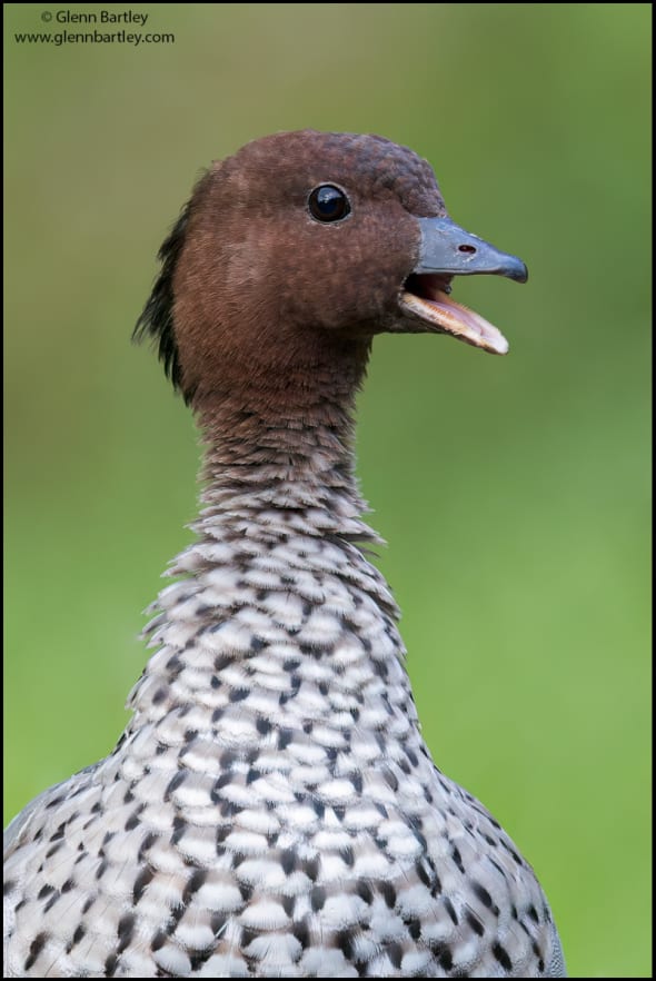 Maned Duck (Chenonetta Jubata)