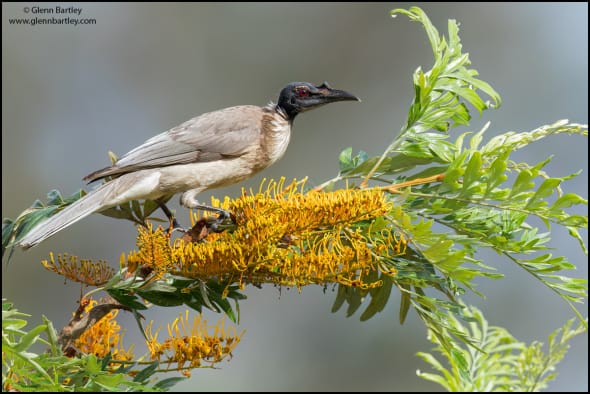 Noisy Friarbird (Philemon Corniculatus)