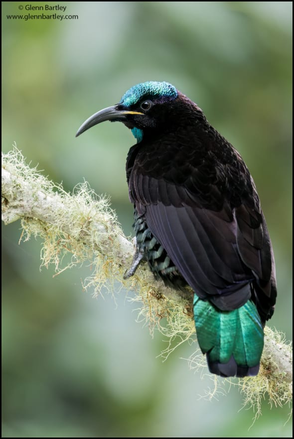 Paradise Riflebird (Ptiloris Paradiseus)