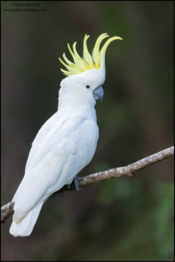 Sulphur-crested Cockatoo (Cacatua Galerita)