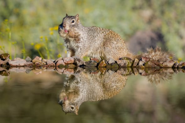 Rock Squirrel Reflection