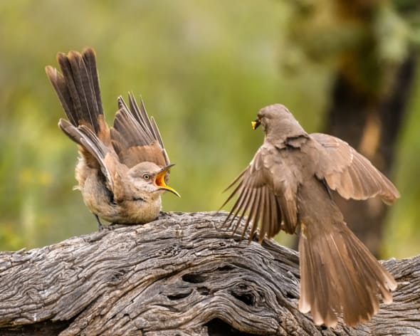 Curve-billed Thrashers Meal Delivery