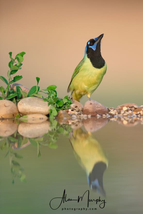 Green Jay