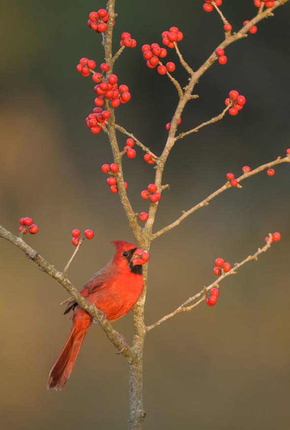Northern Cardinal with a Winterberry