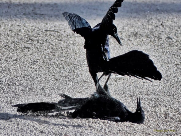 Knockout! (Great- Tailed Grackles)