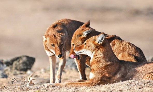 Ethiopian Wolf