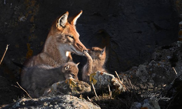 Ethiopian Wolf Pups