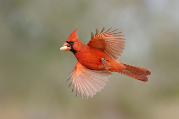 A Peanut Holding Onto a Northern Cardinal