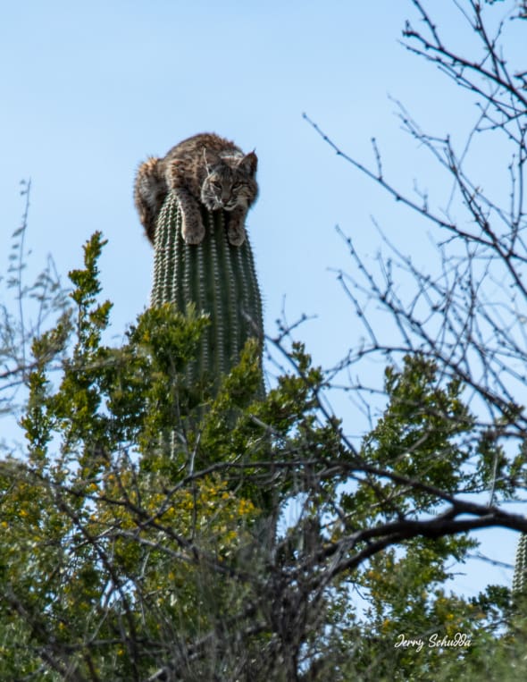Bobcat Atop a Saguaro