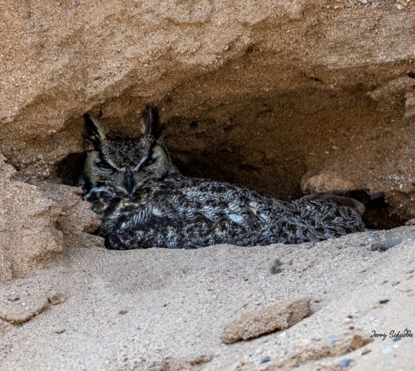 Great Horned Owl Nesting in Cliff