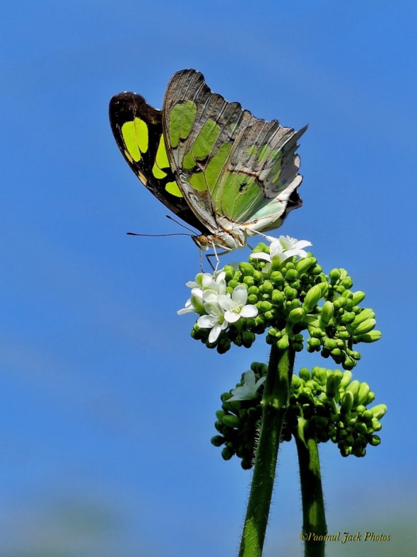 Siproeta Butterfly - Enjoying Lunch.