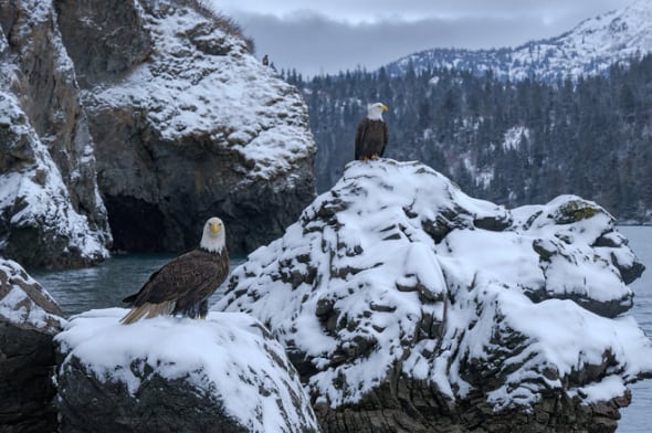 Bald Eagles