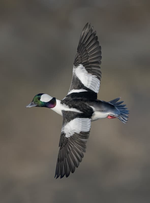 Banking Bufflehead