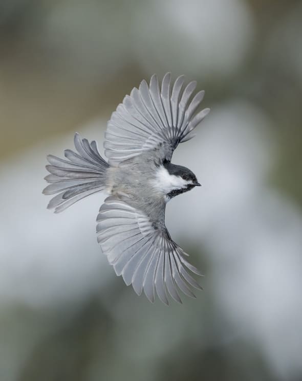 Black-capped Chickadee