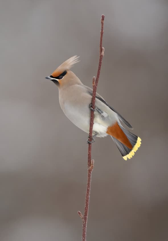 Bohemian Waxwing