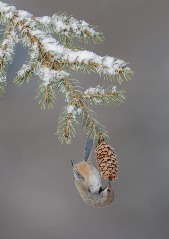 Boreal Chickadee Hanging from a Spruce Cone
