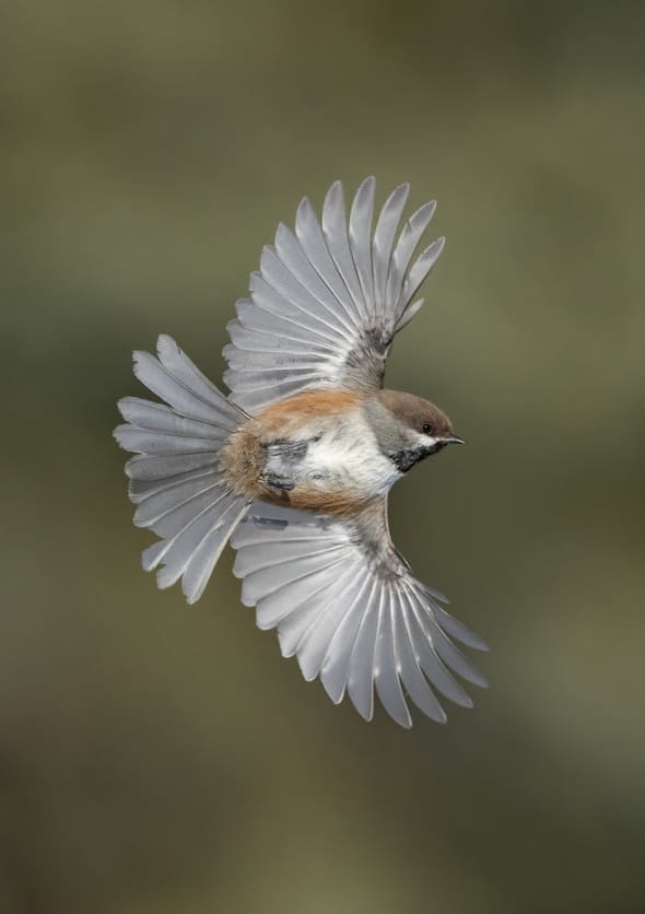 Boreal Chickadee