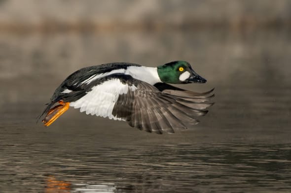 Common Goldeneye