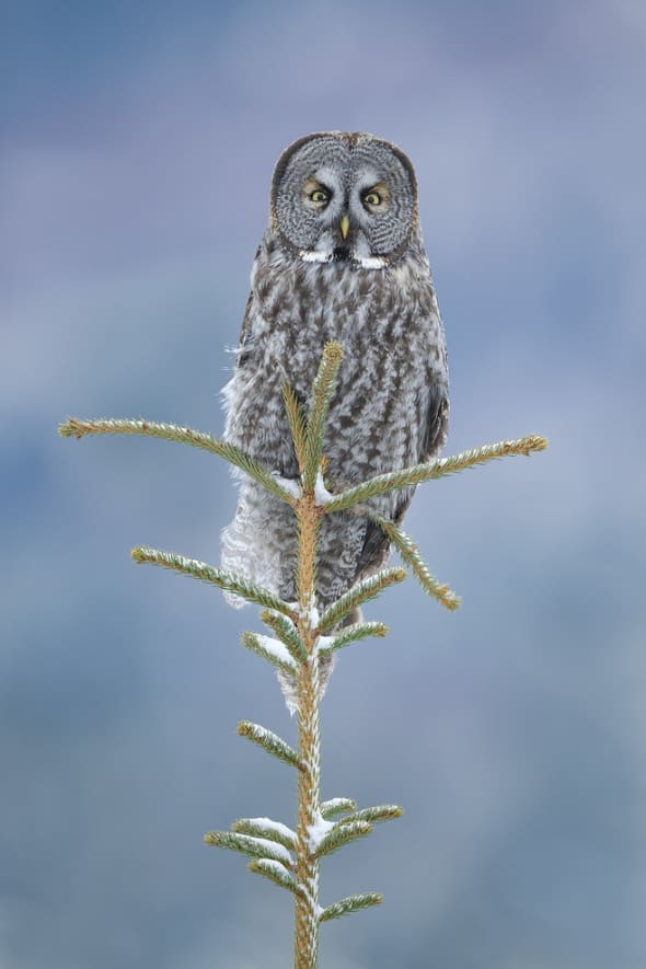 Great Gray Owl