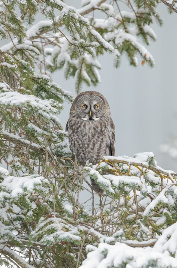 Great Gray Owl on Snowy Spruce