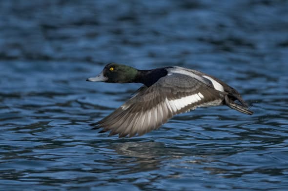 Greater Scaup