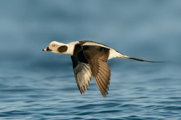 Long-tailed Duck