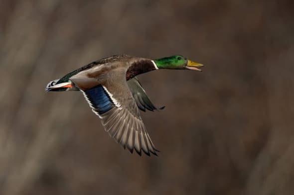 Mallard