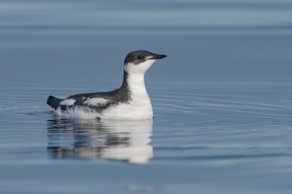 Marbled Murrelet