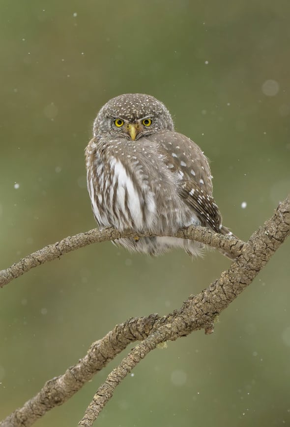 Northern Pygmy Owl