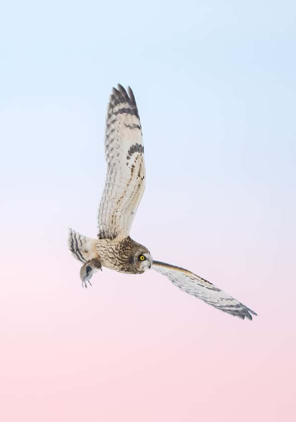 Short-eared Owl with a Vole